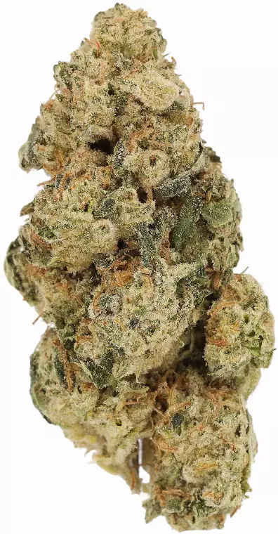 LUANA 28/1 DURBAN – Durban Poison – Produktbild des Anbieters Dr. Ansay