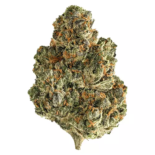 enua 30/1 SF4 CA CGG – Cherry Gelatti Gushers – Produktbild des Anbieters Dr. Ansay