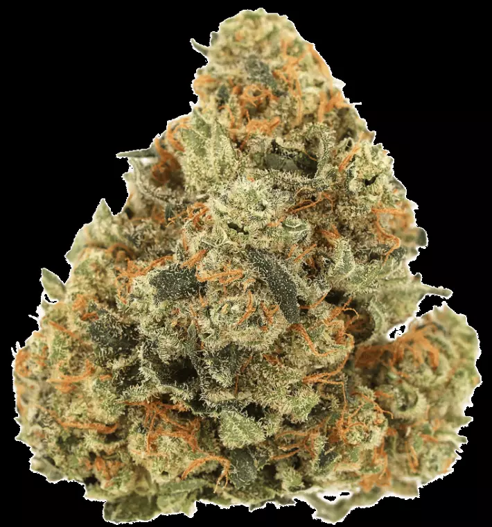 Luana 24/1 GSC – Girl Scout Cookies – Produktbild des Anbieters Dr. Ansay