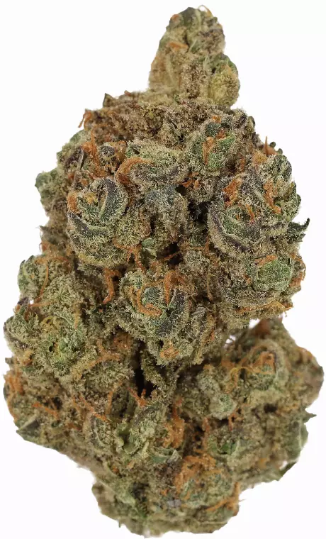Cannamedical Hybrid Forte BC – Garlic Truffle – Produktbild des Anbieters Dr. Ansay