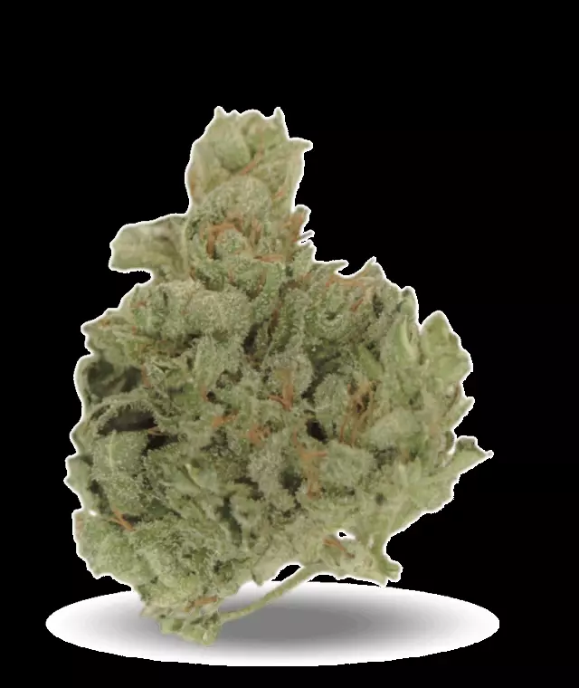 Tilray THC25 Sativa No.4 Island Sweet Skunk – Island Sweet Skunk – Produktbild des Anbieters Dr. Ansay
