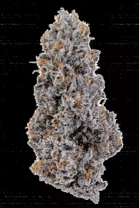 24/1 IUVO OC Ice Burn – Ice Burn – Produktbild des Anbieters Dr. Ansay