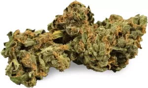 IndiMed 20/1 ISS DE – Island Sweet Skunk – Produktbild des Anbieters Dr. Ansay