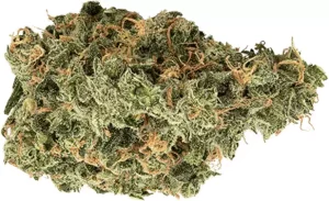 avaay 35/1 SCG – Super Citra G. – Produktbild des Anbieters Dr. Ansay