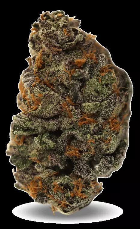 Redecan Cannabisblüten THC25 KGS – King Sherb – Produktbild des Anbieters Dr. Ansay