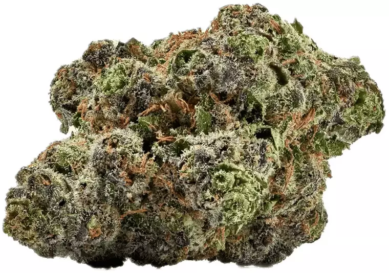 LOT 420 GLT 25/1 – Gelato33 – Produktbild des Anbieters Dr. Ansay