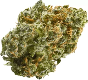 Daily Special 21/1 LEM – Lemonatti – Produktbild des Anbieters Dr. Ansay
