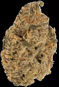 CM 23/1 MC – Manderine Cookies – Produktbild des Anbieters Dr. Ansay