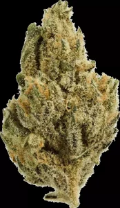Vayamed Night 19/1 – Peyote Critical – Produktbild des Anbieters Dr. Ansay