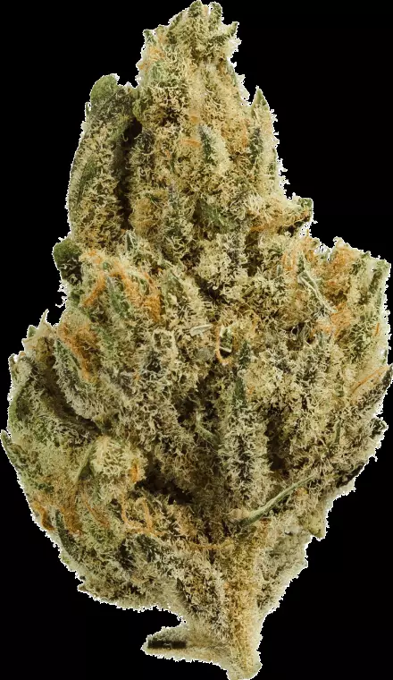 Vayamed Night 19/1 – Peyote Critical – Produktbild des Anbieters Dr. Ansay