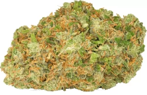 Pedanios 22/1 GTH CA – Ghost Train Haze – Produktbild des Anbieters Dr. Ansay
