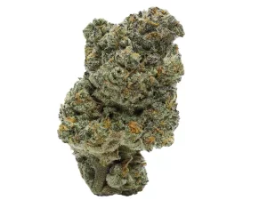 Apollo 28/1 JGN – Think Fast – Produktbild des Anbieters Dr. Ansay