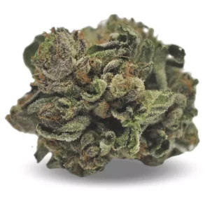 Tilray Cannabisblüten THC18 Hybrid No.5 – Purbs – Produktbild des Anbieters Dr. Ansay