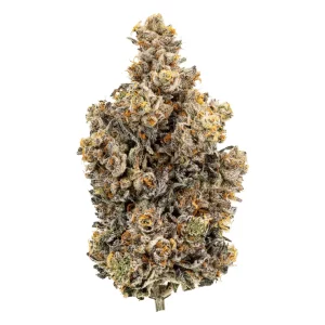 24/1 IUVO OC Rainbow Chip – Rainbow Chip – Produktbild des Anbieters Dr. Ansay