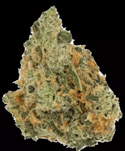 Cannamedical Hybrid Forte NM – Rainbow Jungle – Produktbild des Anbieters Dr. Ansay