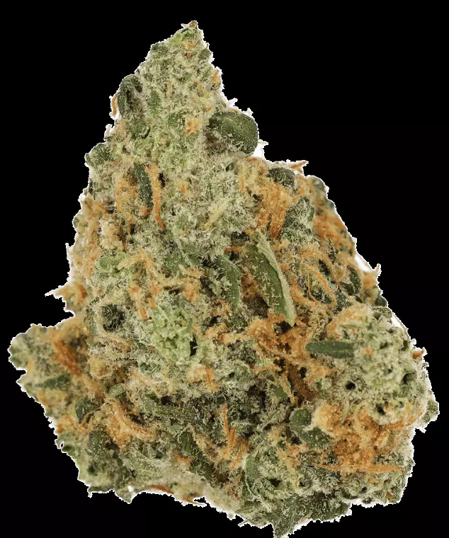 Cannamedical Hybrid Forte NM – Rainbow Jungle – Produktbild des Anbieters Dr. Ansay