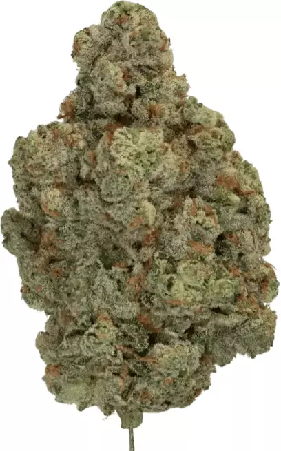 THC AKUT 25 RBC – Rainbow Cake – Produktbild des Anbieters Dr. Ansay
