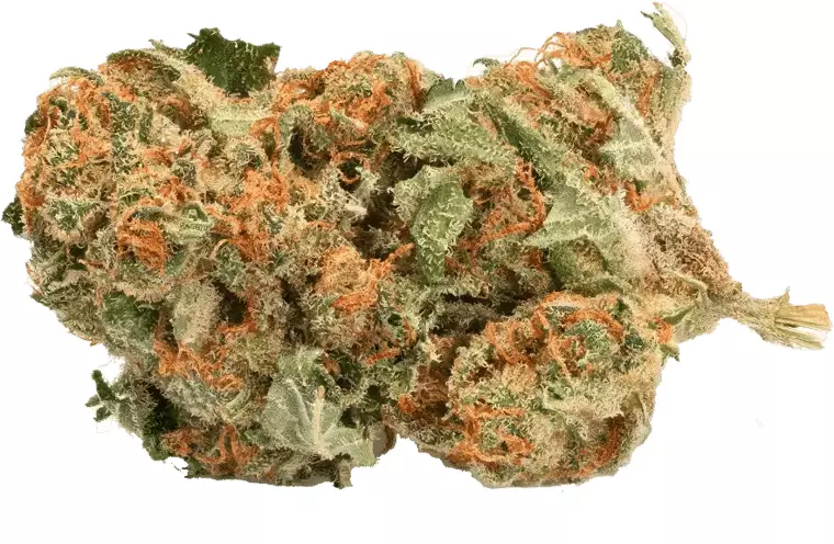 Remexian 14/1 – White Widow – Produktbild des Anbieters Dr. Ansay