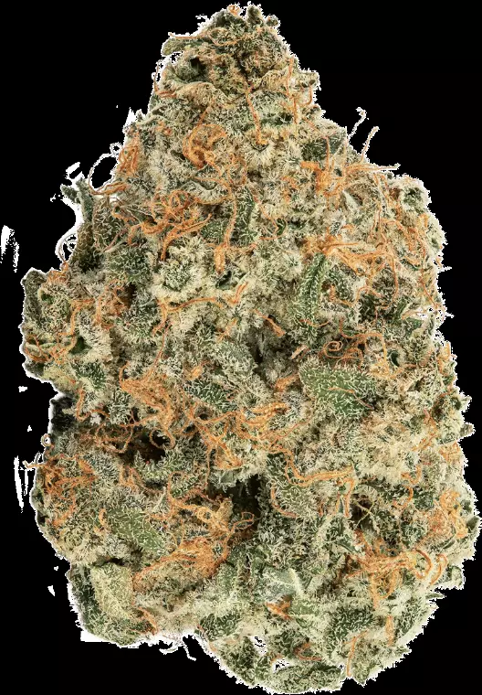 avaay 29/1 SCP – Sour Cherry Punch – Produktbild des Anbieters Dr. Ansay
