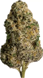enua 33/1 SF4 CA SSS – Sunset Sherbert – Produktbild des Anbieters Dr. Ansay