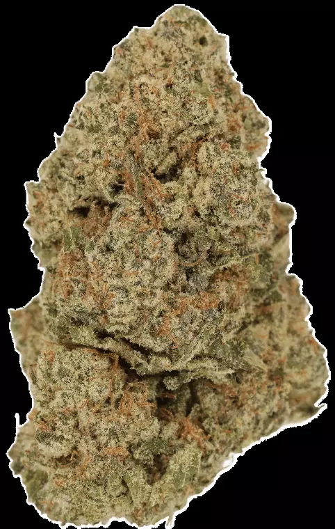 LUANA 32/1 Pine – Solpina Magic – Produktbild des Anbieters Dr. Ansay