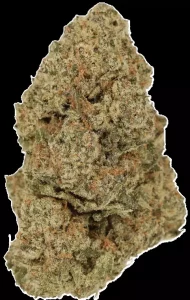LUANA 28/1 Pine – Solpina Magic – Produktbild des Anbieters Dr. Ansay