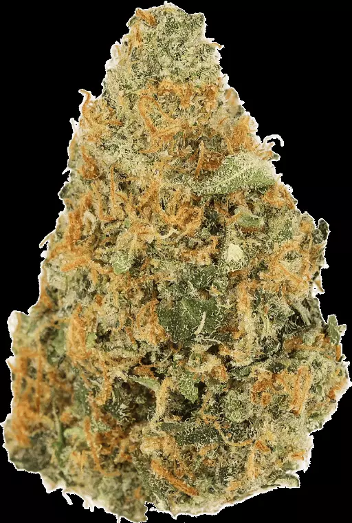 LUANA 24/1 APE – Sour Ape – Produktbild des Anbieters Dr. Ansay