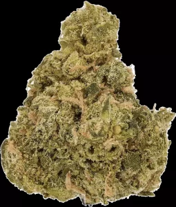 LUANA 24/1 Sundae – Sour Sundae – Produktbild des Anbieters Dr. Ansay