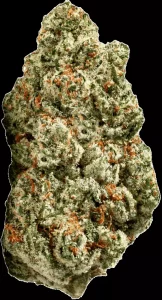 ZOIKS 26/1 SR – Space Rider – Produktbild des Anbieters Dr. Ansay