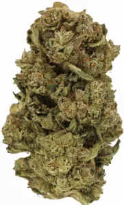 LUANA 20/1 STAR – Starhaze OG – Produktbild des Anbieters Dr. Ansay