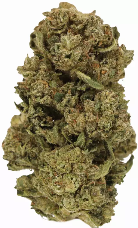 LUANA 20/1 STAR – Starhaze OG – Produktbild des Anbieters Dr. Ansay
