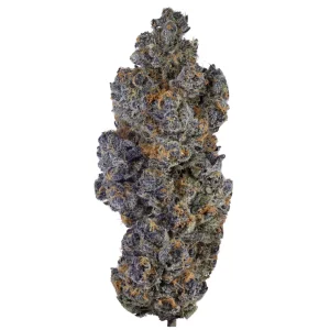 enua 27/1 TCP CA – Tropical Cherry Punch – Produktbild des Anbieters Dr. Ansay