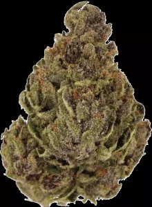 LUANA 20/1 TROPIC – Tropicana Cookies – Produktbild des Anbieters Dr. Ansay