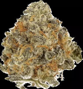 Cannamedical Sativa Forte – VenomZ Eve – Produktbild des Anbieters Dr. Ansay