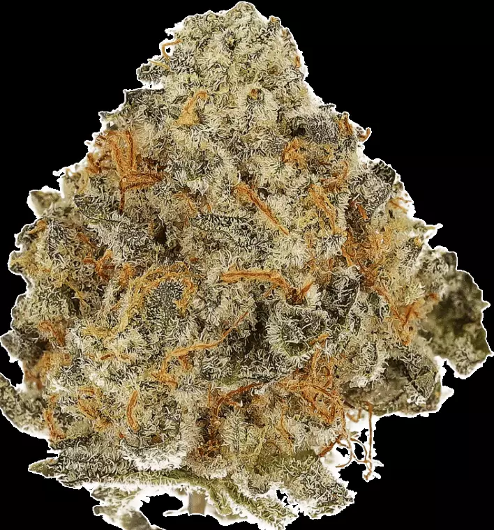 Cannamedical Sativa Forte – VenomZ Eve – Produktbild des Anbieters Dr. Ansay