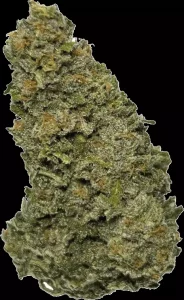 Wellford Aquaponic 26/1 GTH – Ghost Train Haze – Produktbild des Anbieters Dr. Ansay