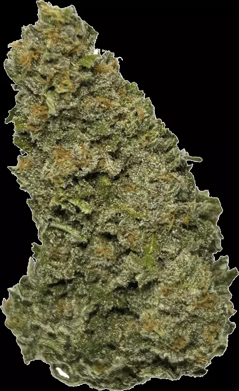 Wellford Aquaponic 26/1 GTH – Ghost Train Haze – Produktbild des Anbieters Dr. Ansay