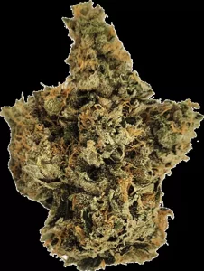 Wellford Peak CA T95 30/1 – Tres Dawg x I-95 – Produktbild des Anbieters Dr. Ansay