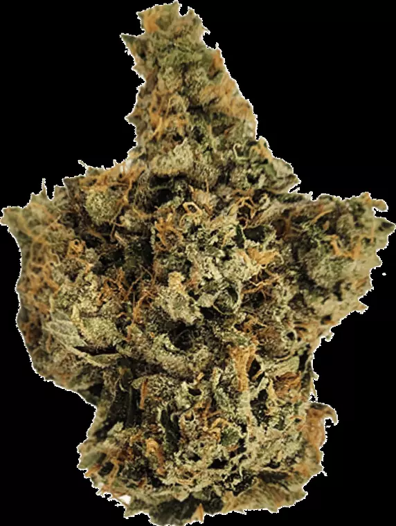 Wellford Peak CA T95 30/1 – Tres Dawg x I-95 – Produktbild des Anbieters Dr. Ansay