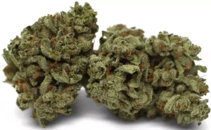 Tilray THC 22 Spotlight Porto – Wappa – Produktbild des Anbieters Dr. Ansay