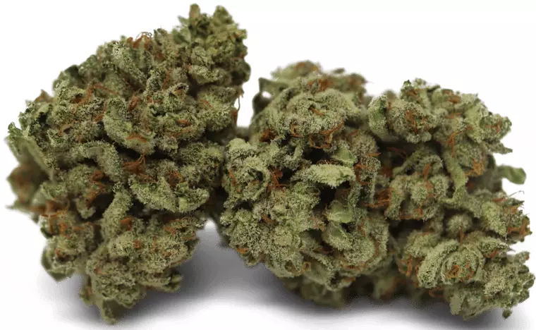 Tilray THC 22 Spotlight Porto – Wappa – Produktbild des Anbieters Dr. Ansay