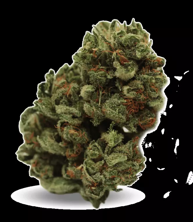 Good Supply Cannabisblüten THC10:CBD9 WLC – Warlock CBD – Produktbild des Anbieters Dr. Ansay
