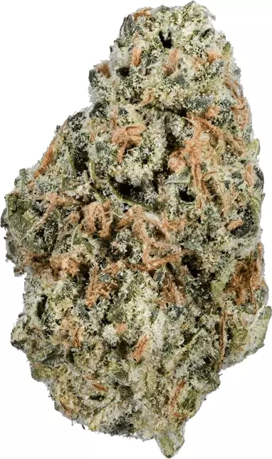 enua 25/1 11R CA – White Widow Cheese – Produktbild des Anbieters Dr. Ansay