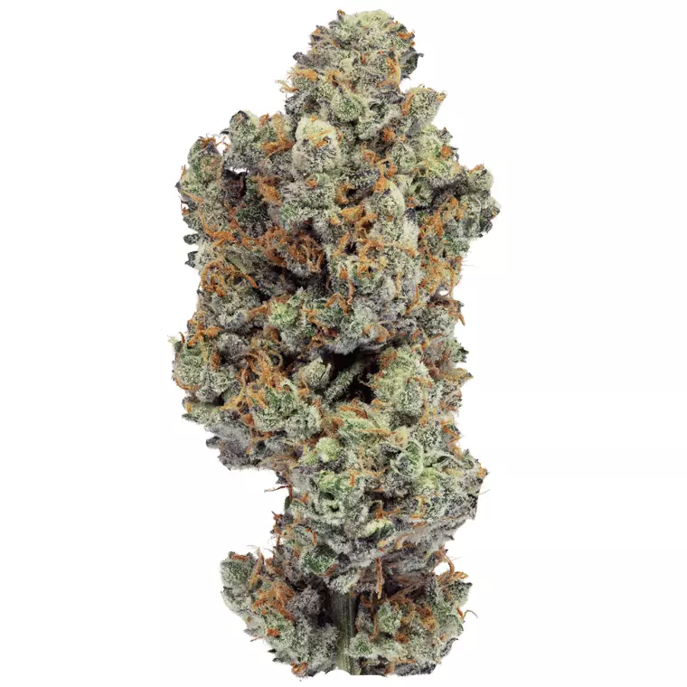 Bathera 33 CA GB2 – Garlic Breath 2.0 – Produktbild des Anbieters Dr. Ansay