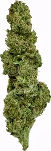 aleph basic H1 18/1 – Mantis – Produktbild des Anbieters Dr. Ansay
