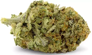 aleph amber 22/1 – Mango Kush – Produktbild des Anbieters Dr. Ansay