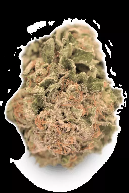 TILRAY Cannabisblüten THC25 Hybrid No.4 – Galaxy Walker OG – Produktbild des Anbieters Dr. Ansay