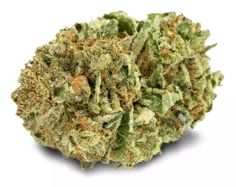PHENO Cannabisblüten 18/1 WRZ – Wild Rntz – Produktbild des Anbieters Dr. Ansay