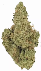Drapalin 21/1 Kaas – UK Original Cheese x Chemdawg – Produktbild des Anbieters Dr. Ansay