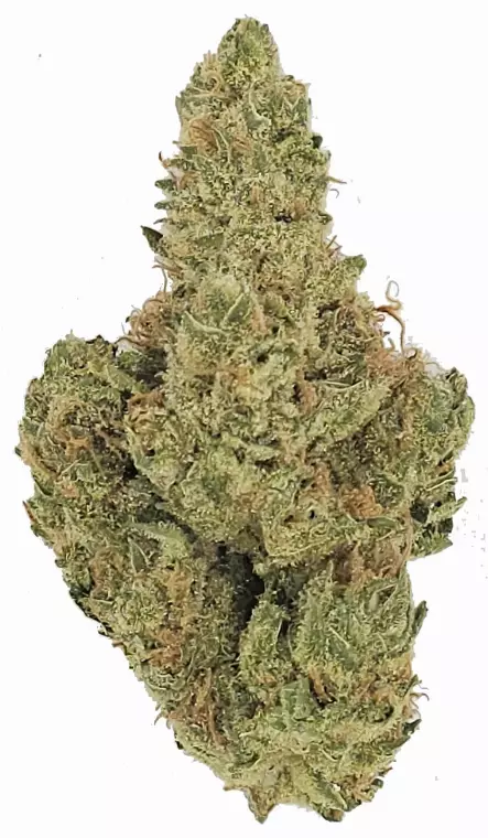 Drapalin 21/1 Kaas – UK Original Cheese x Chemdawg – Produktbild des Anbieters Dr. Ansay